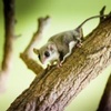 feathertail glider