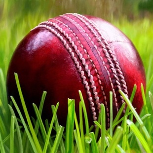 cricket cricket